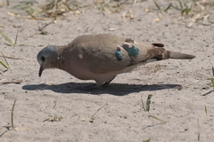 2850 The small emerald-spotted wood dove