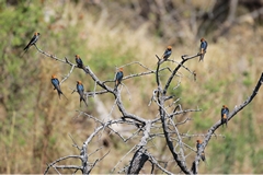 These lesser striped swallows were commonly seen near water where they like to hunt small insects