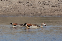 Egyptian geese seem to be common all over Africa