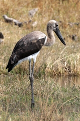 2869 The woolly-necked stork is another common marshland resident