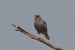 Dark chanting-goshawks often sit on dead trees scanning for prey. They will take live food or carrion