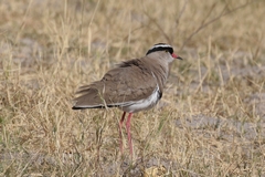 
The crowned plover patrols the open savannahs and dry floodplains