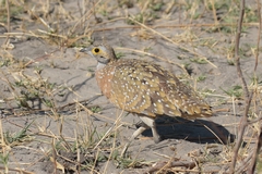 Burchell's sand grouse. Likes drier areas and is common in the Kalahari. Females have a yellowy face