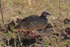 2863 A very noisy crested francolin. They like woodland and wooded savannah