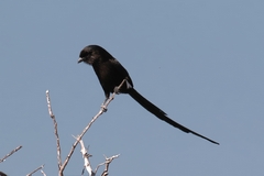 Magpie shrikes are usually seen in pairs or small groups up to four