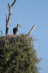 A woolly-necked stork on its huge nest