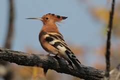 The African Hoopoe is a common resident of woodland and savannah. It raises its crest when alarmed