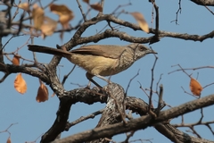 I love the name of this bird 'arrow-marked babbler.' They live in noisy groups of up to 15 or so