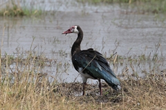 The spur-winged goose is common in Moremi