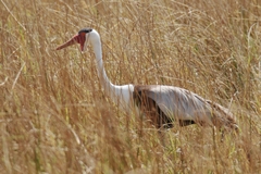 The wattled crane is classed as vulnerable with only about 8000 individuals globally, mostly in Botswana