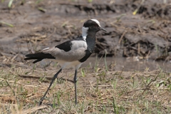 2878 The blacksmith plover is widespread over most of southern Africa