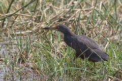 The rufous-bellied heron is a shy resident of marshland