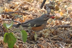 The kurrichane thrush is a widespread resident of woodland with an open understorey