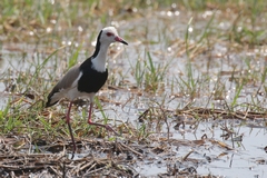 The long-toed plover is localised to Northern Botswana. Its the only plover with a white face throat and neck