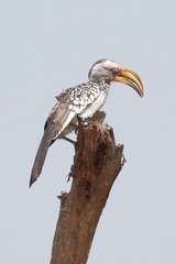 The yellow-billed hornbill is common throughout dry thornbush
