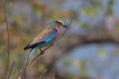Lilac-breasted roller. Beautiful