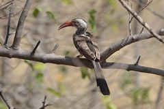 2883 Red-billed hornbill. You hear them chattering in camp and everywhere you go