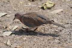
The laughing dove is widespread and common throughout Southern and Eastern africa