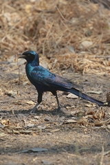 Meves's starling