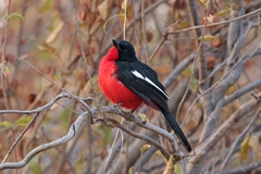 The crimson-breasted shrike is a near endemic type of boubou preferring acacia thickets in arid areas. Often seen in pairs