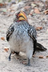  Yellow-billed hornbill