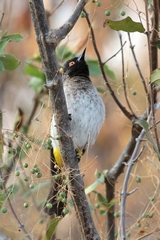 Red-eyed bulbul, another common resident or dry arid areas