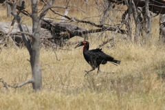 The Southern ground hornbill is usually seen in family groups where several adults help to raise the young