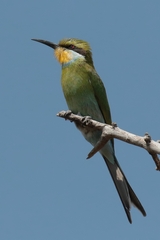 The swallow-tailed bee-eater is the only species with a deeply forked tail