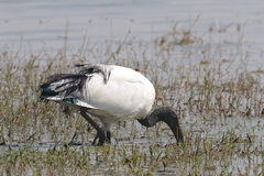 A sacred ibis looking very smart