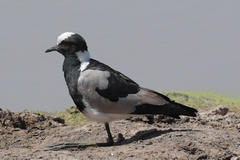 A strikingly marked blacksmith plover found in the fields close to waterholes