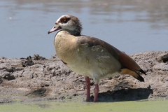 An Egyptian goose at a waterhole