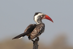 Flocks of Southern red-billed hornbills were everywhere in Savuti