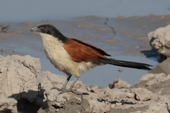 The Senegal coucal is another common bird in Northern Botswana