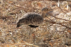 This is a female red-crested korhaan. Common throughout the dry bush of South West Africa