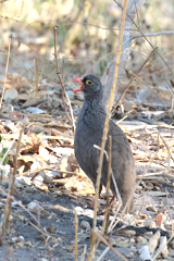 Red-billed spurfowl, another common ground bird