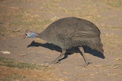 Helmeted guineafowl can be seen in flocks of over one hundred