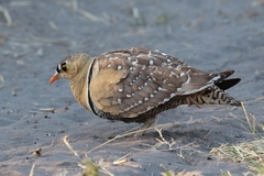 Male double-banded sandgrouse