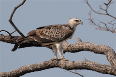 Juvenile martial eagle. Adults are much darker