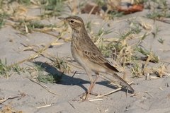 My best guess is an African grassveld pipit
