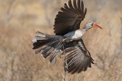 Bradfields hornbill likes open mopane woodland and mixed thornveld
