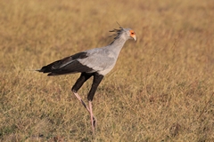 The long-legged secretary bird is always on the hunt for food