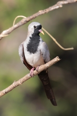 Pretty male Namaqua dove