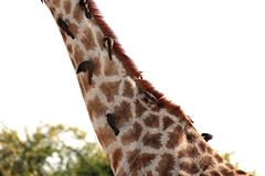 Red-billed oxpeckers love cleaning up giraffes