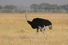 Male Ostrich. Ostriches have the biggest eyes of any land animal, even elephants