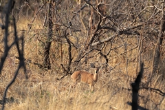 Young male steenbok just growing his horns
