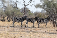 Zebras can last up to five days without water but will migrate if an area dries up completely
