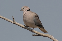 The Cape turtle dove is known as the ring-necked dove in East Africa