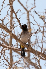African red-eyed bulbul. Endemic to South West Africa