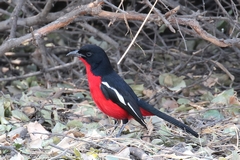 The crimson-breasted shrike stands out as it forages near the thorn thickets. Endemic to South West Africa