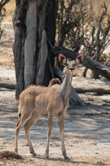 greater Kudu cow